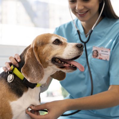 close-up-veterinarian-taking-care-pet